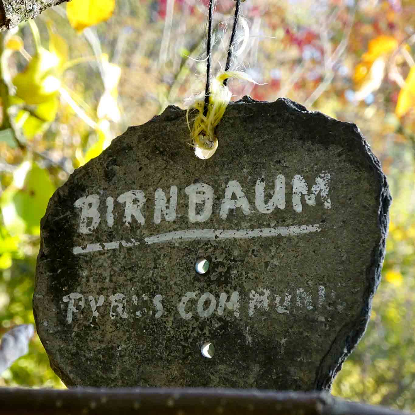hildegardforum schild birnbaum