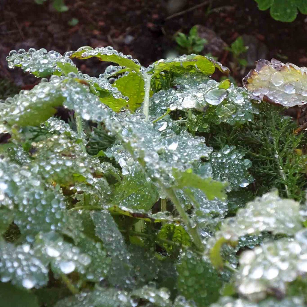 Morgendlicher Tau bedeckt die Blätter der Kräuter und Pflanzen im Heilkräutergartend es Hildegardforums in Bingem am Rhein.