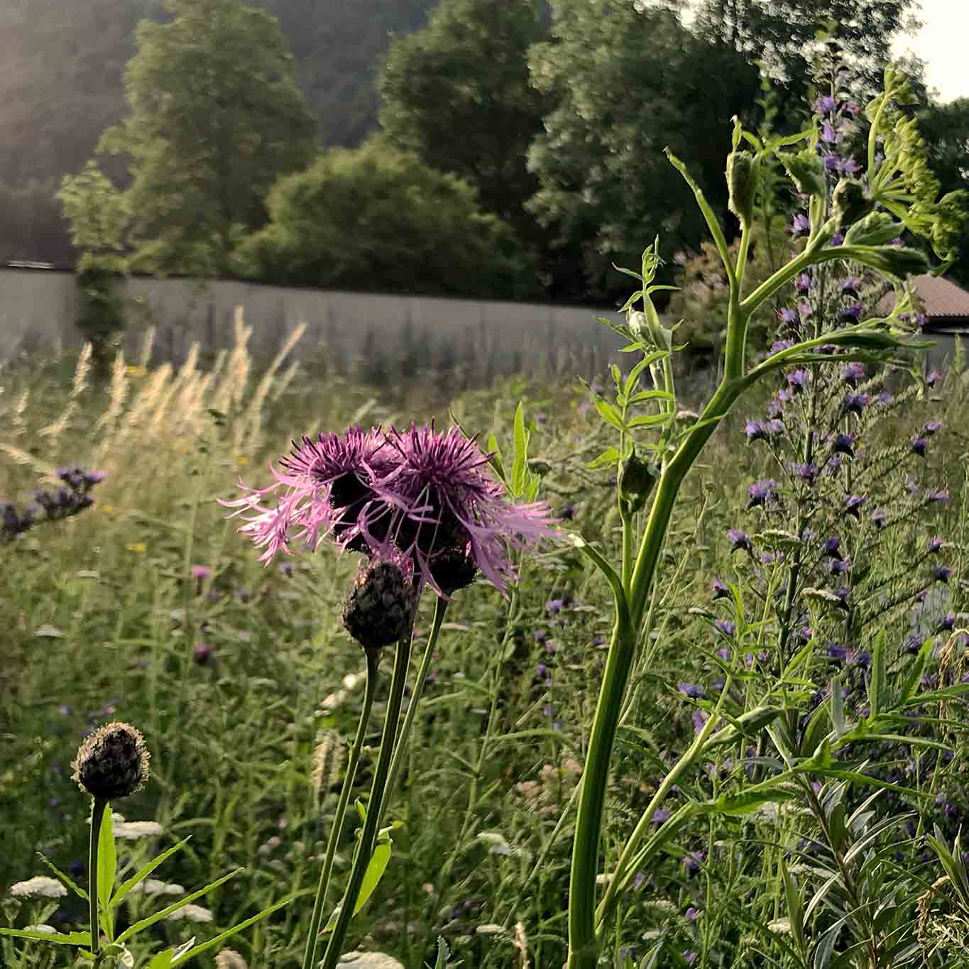 kloster abtei ettal disteln Distelige Vielfalt im Gras.
