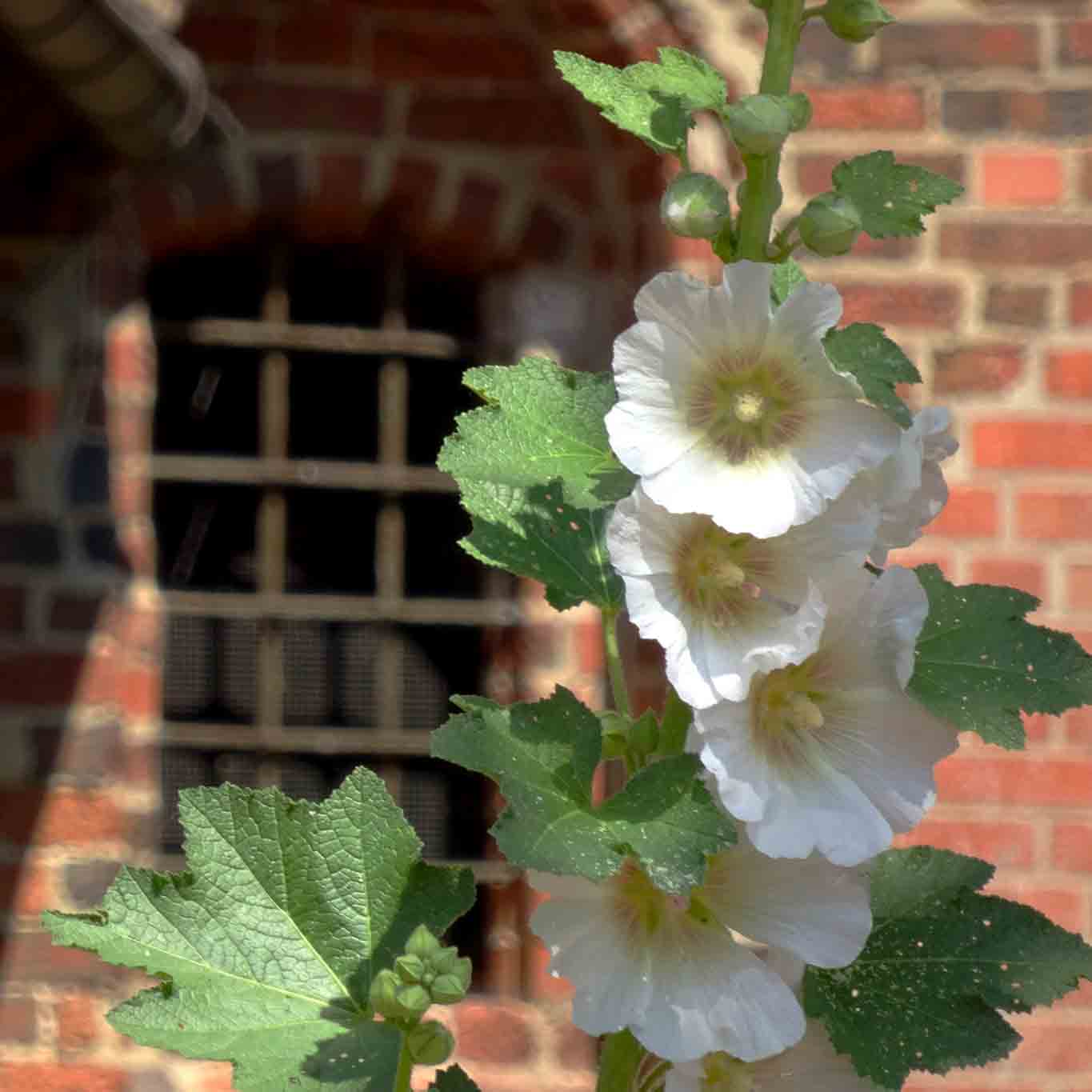 kloster ebstorf malve weiss