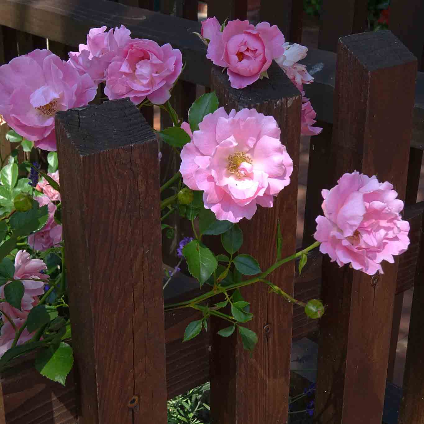 kloster ebstorf rosen zaun