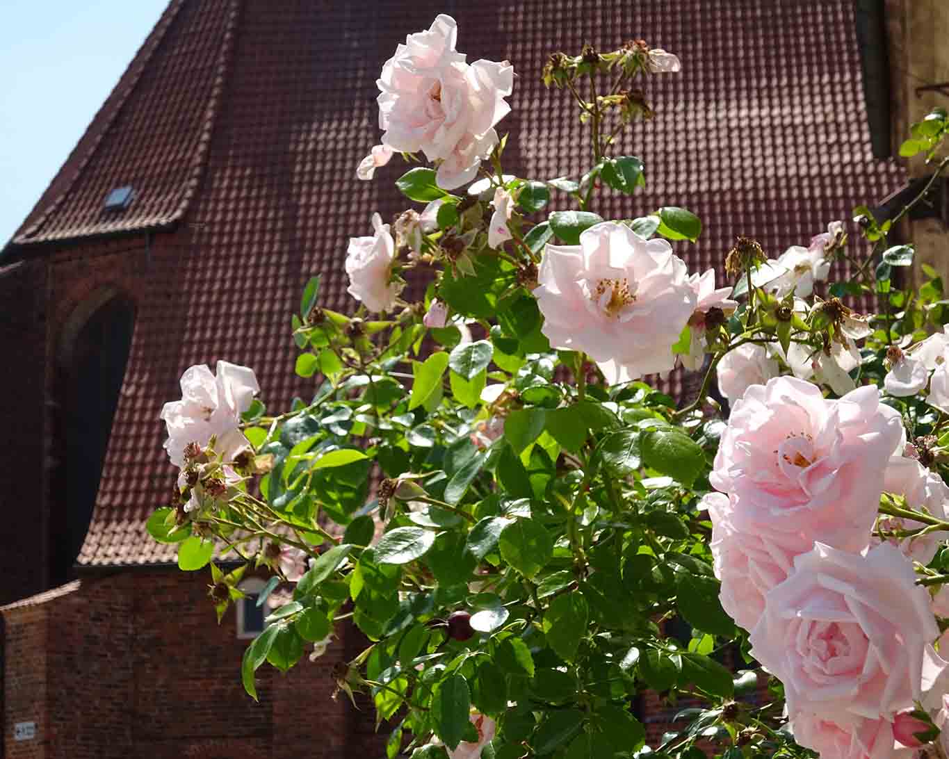 kloster ebstorf rosen mit backsteingotik "Bekränzen wir uns mit Rosen, ehe sie verwelken; keine Wiese bleibe unberührt von unserem ausgelassenem Treiben. Überall wollen wir Zeichen der Fröhlichkeit zurücklassen; das ist unser Anteil, das fällt uns zu." (Weish.; 2,8)