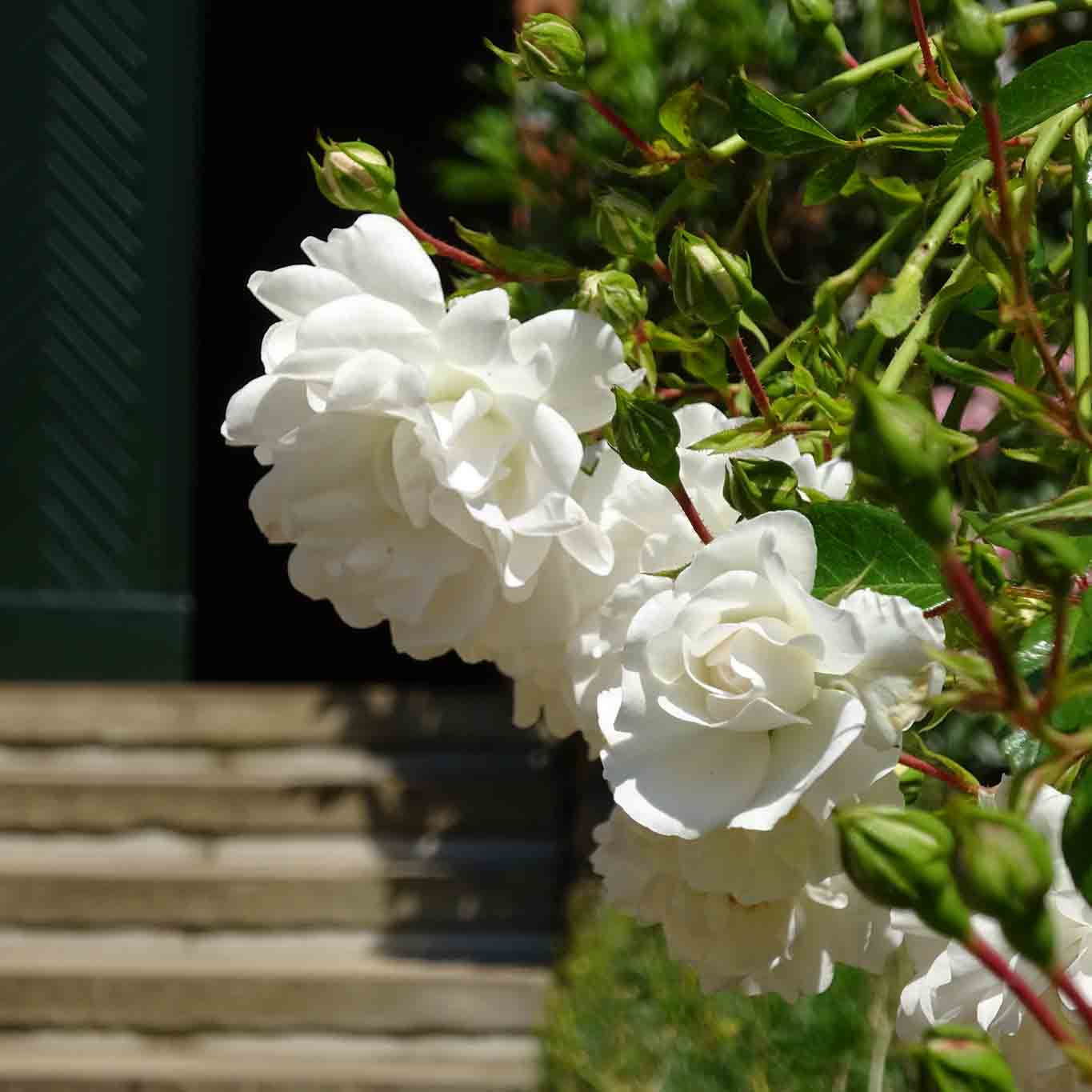 kloster ebstorf weisse rosen zum empfang