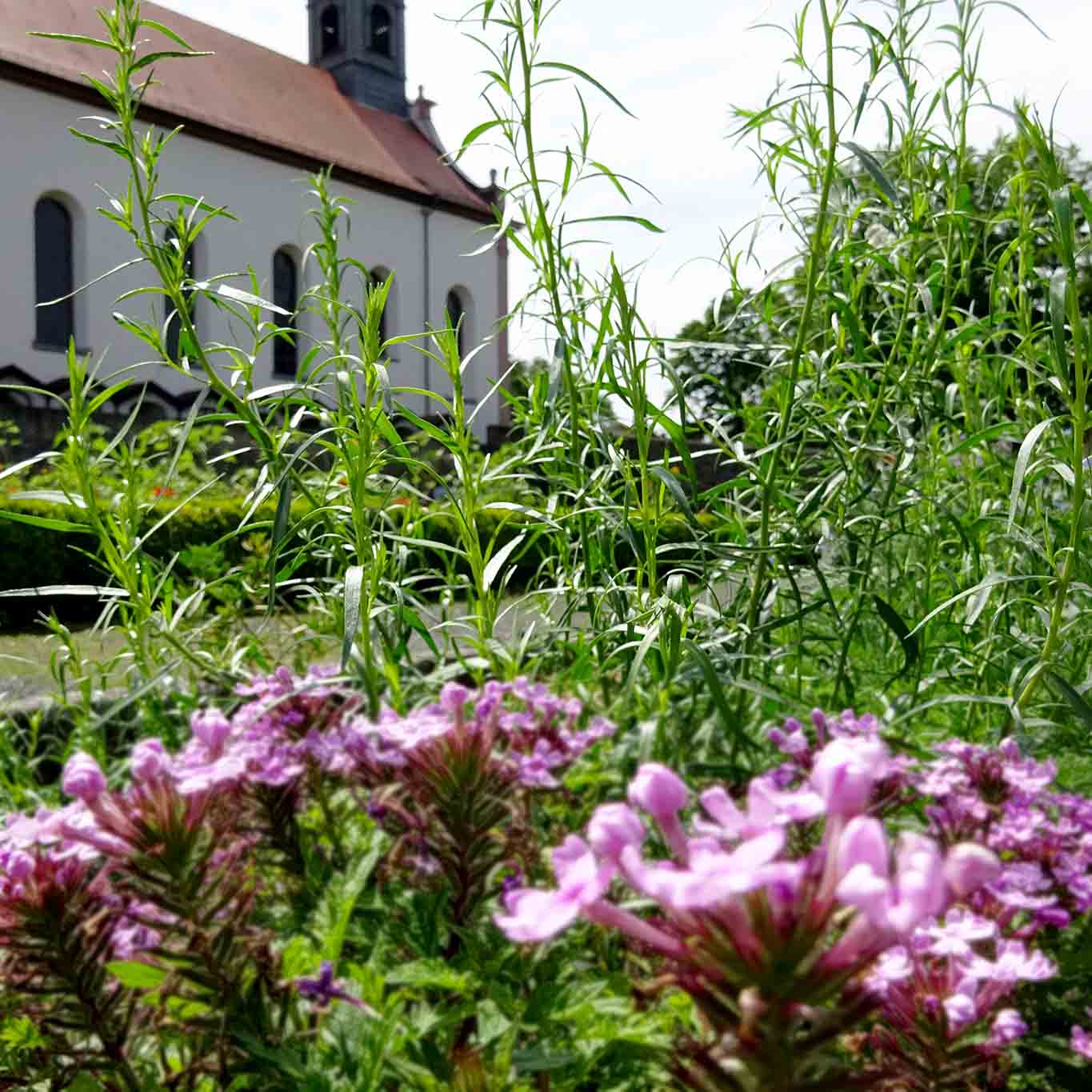 kloster frauenberg fulda estragon mit phlox. creating mistakes and failures please use wordpress