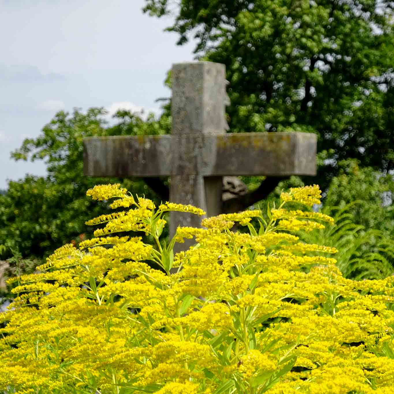 kloster frauenberg fulda kanadische goldrute mit kreuz