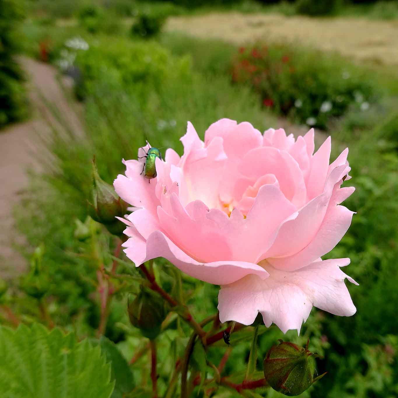 Formenverliebter Rosenkäfer.kloster helfta labyrinth rose käfer