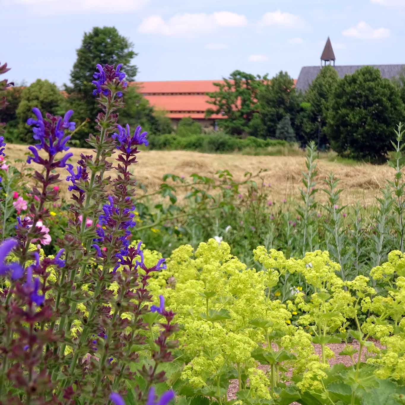 kloster helfta labyrinth salbei und frauenmantel im vordergrund Licht und Schatten, Wege und Pfade.