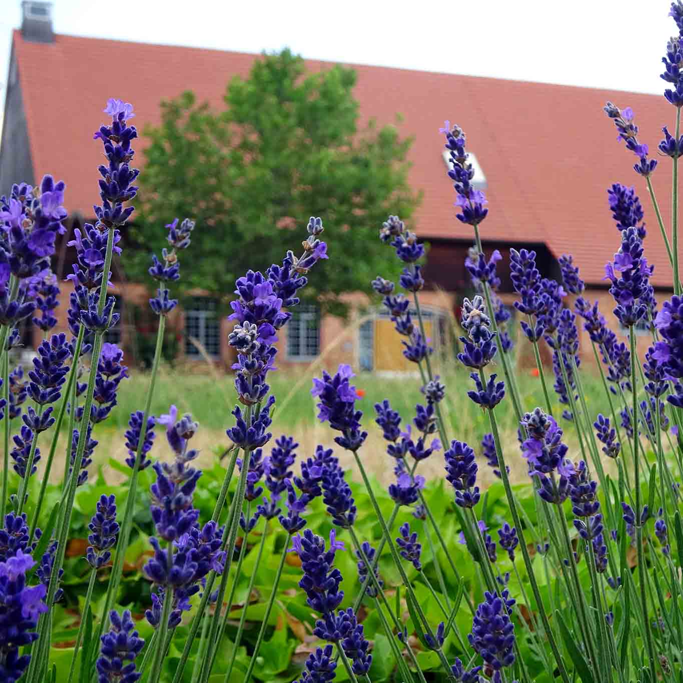 kloster helfta lavendel und tondach