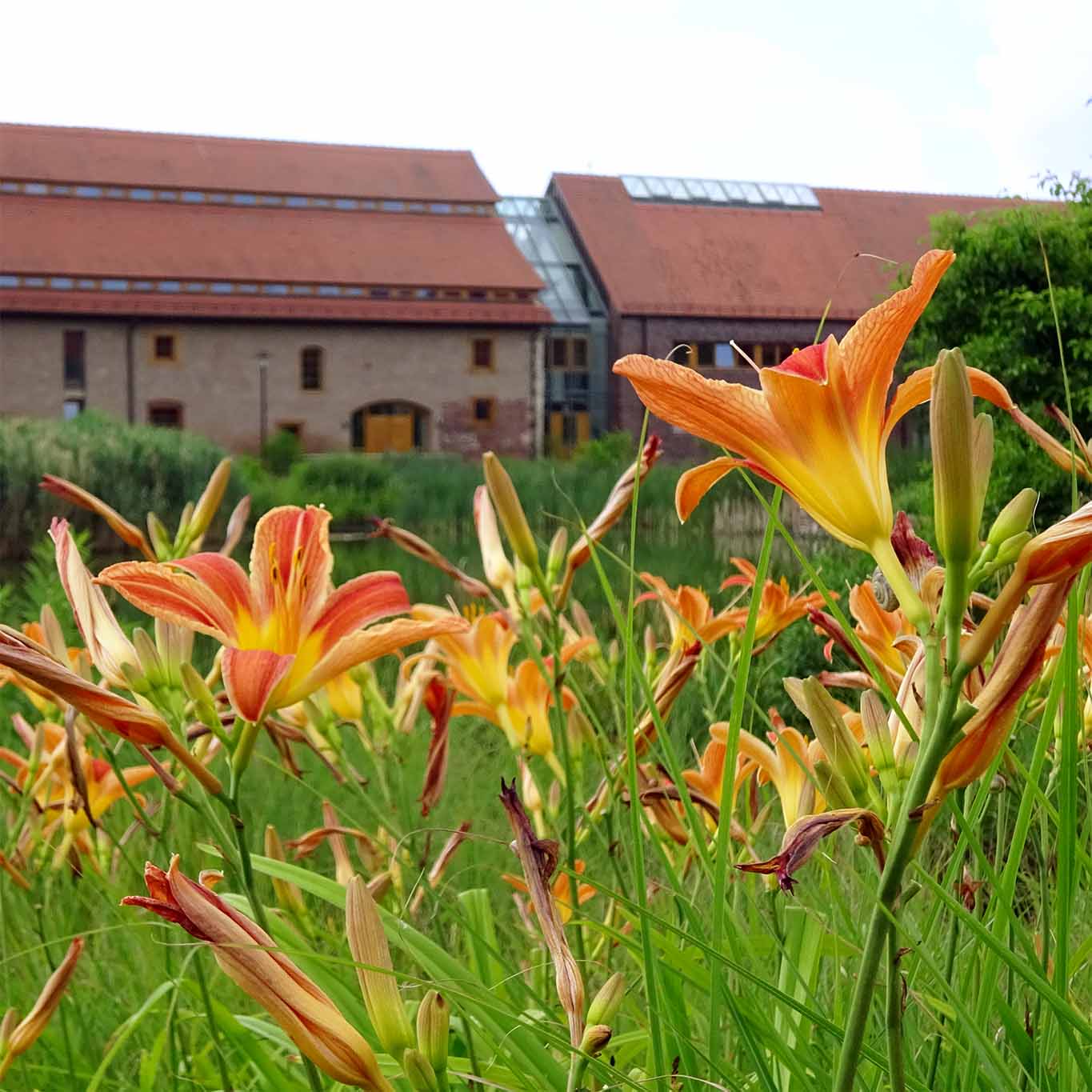 kloster helfta lilien konvent Seid wie die Lilien!