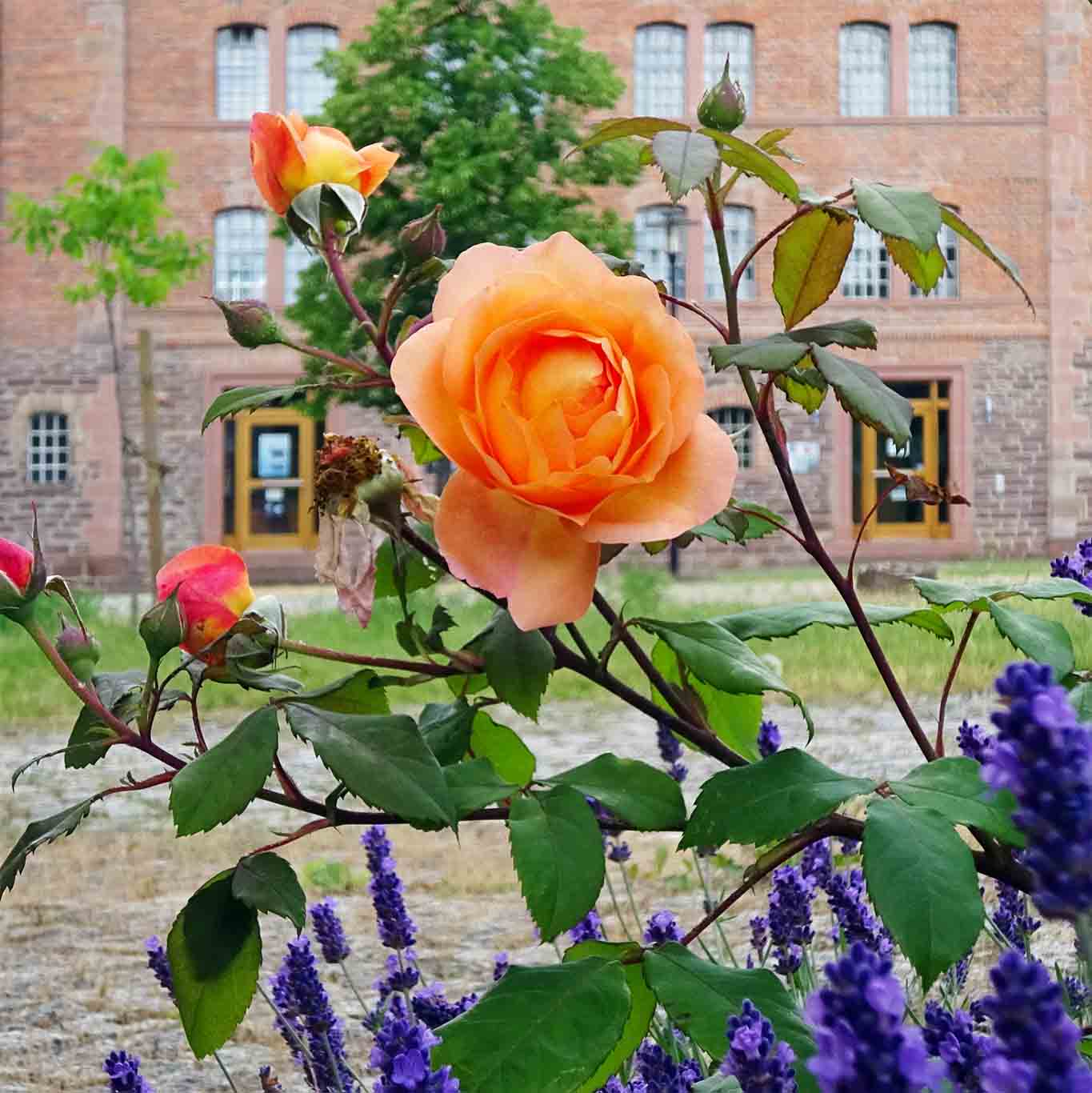 kloster helfta rose klosterladen Die wehrhafte Schönheit der Rose.