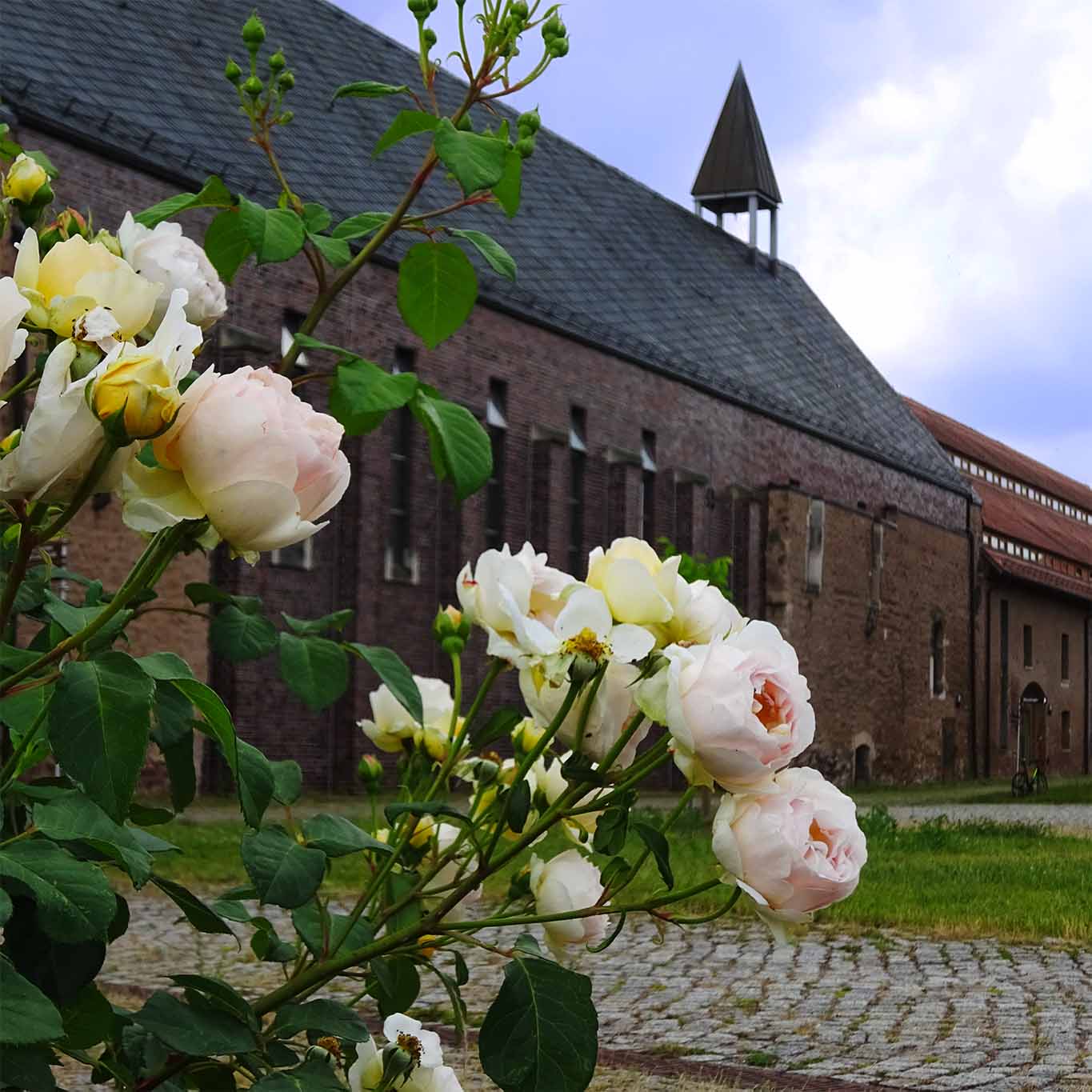 Klosterkirche und Rosenstock im Kloster Helfta.