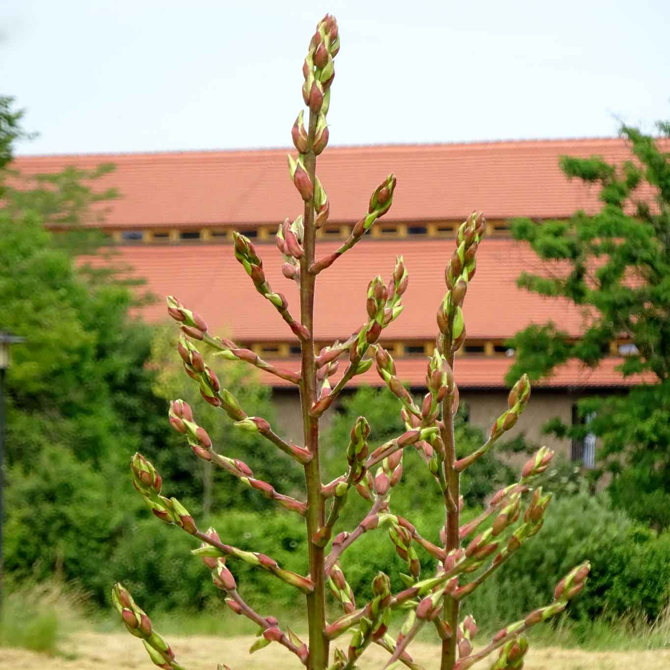 kloster helfta stengel mit dach