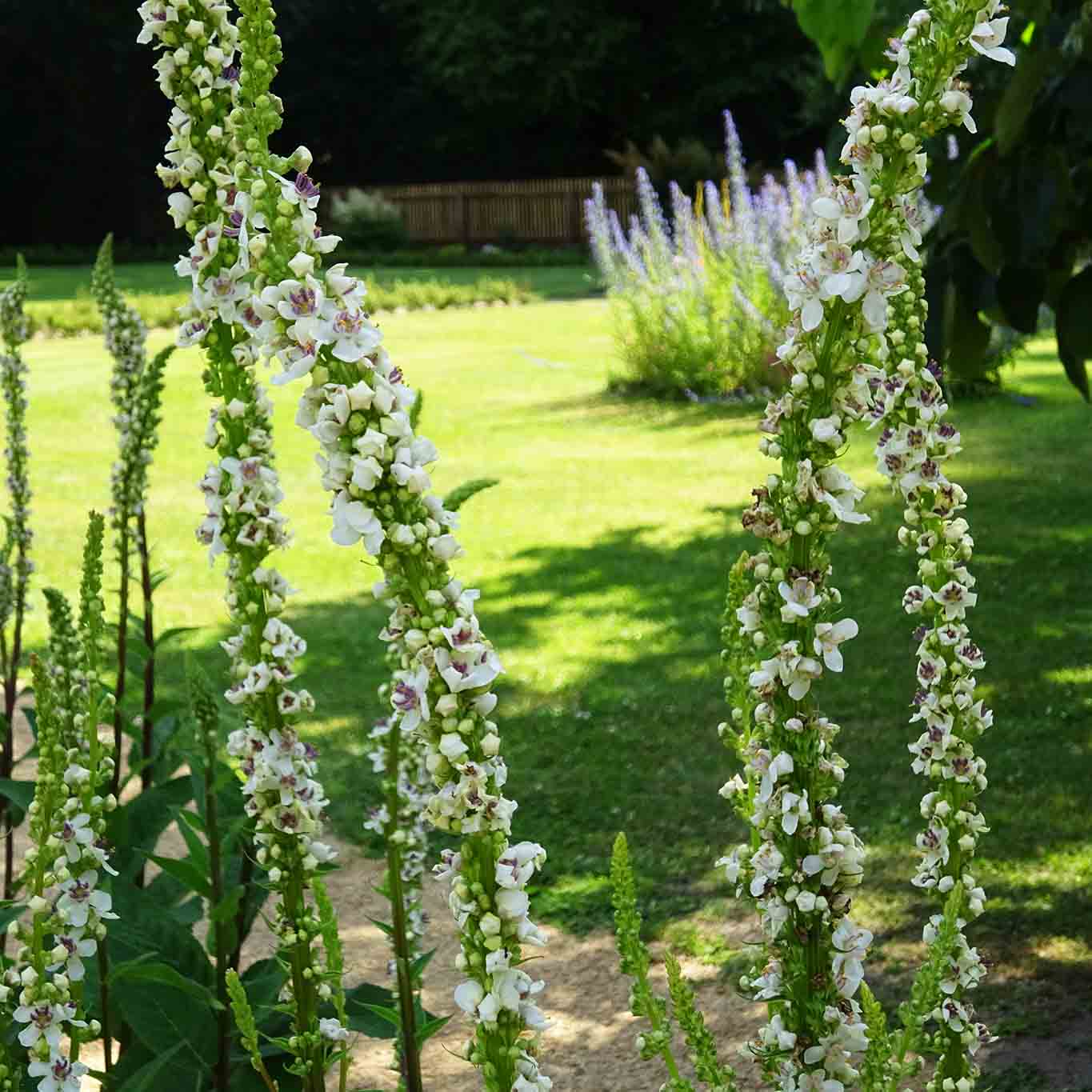Die kleinblütige Königskerze gibt es auch in weiss. kloster isenhagen arrangement in weiss