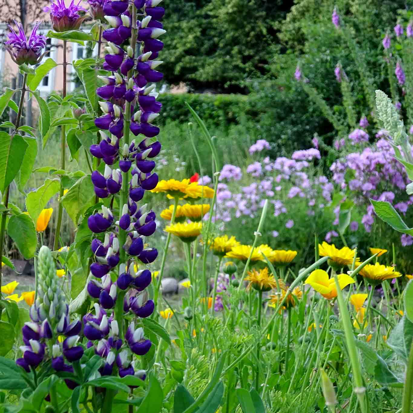 Nicht alles, was schmückt, ist nutzlos. kloster isenhagen arrangement mit lupine