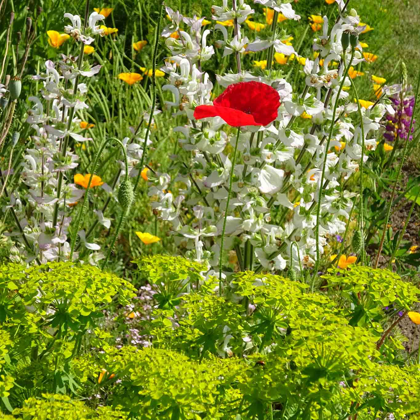 Von wegen: gleich und gleich gesellt sich gern. Hier wird es bunt. kloster isenhagen blütenarrangement mir mohn