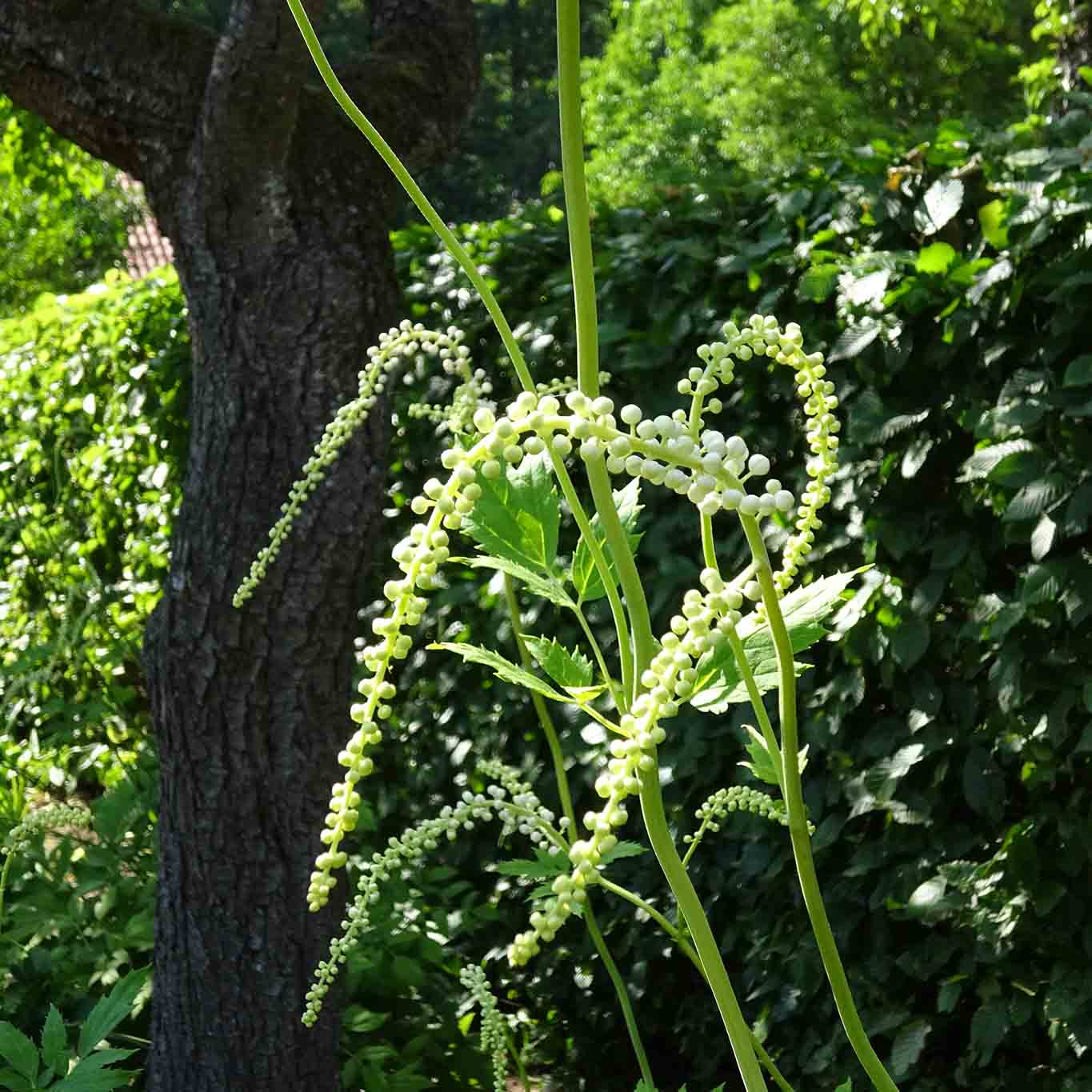 Die Natur schafft die schönsten Formen. kloster isenhagen florale kaligrafie