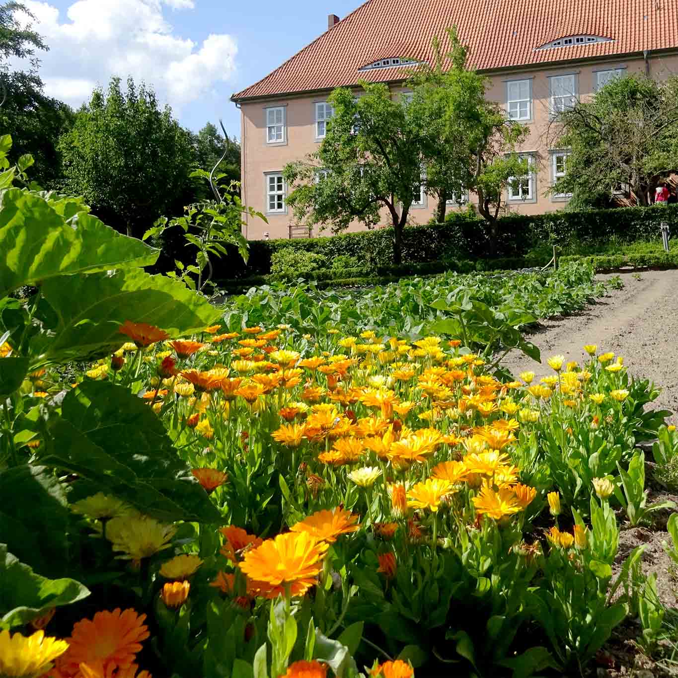 Ringelblumen in den gepflegten Beeten des evangelischen Klosters Isenhagen.
