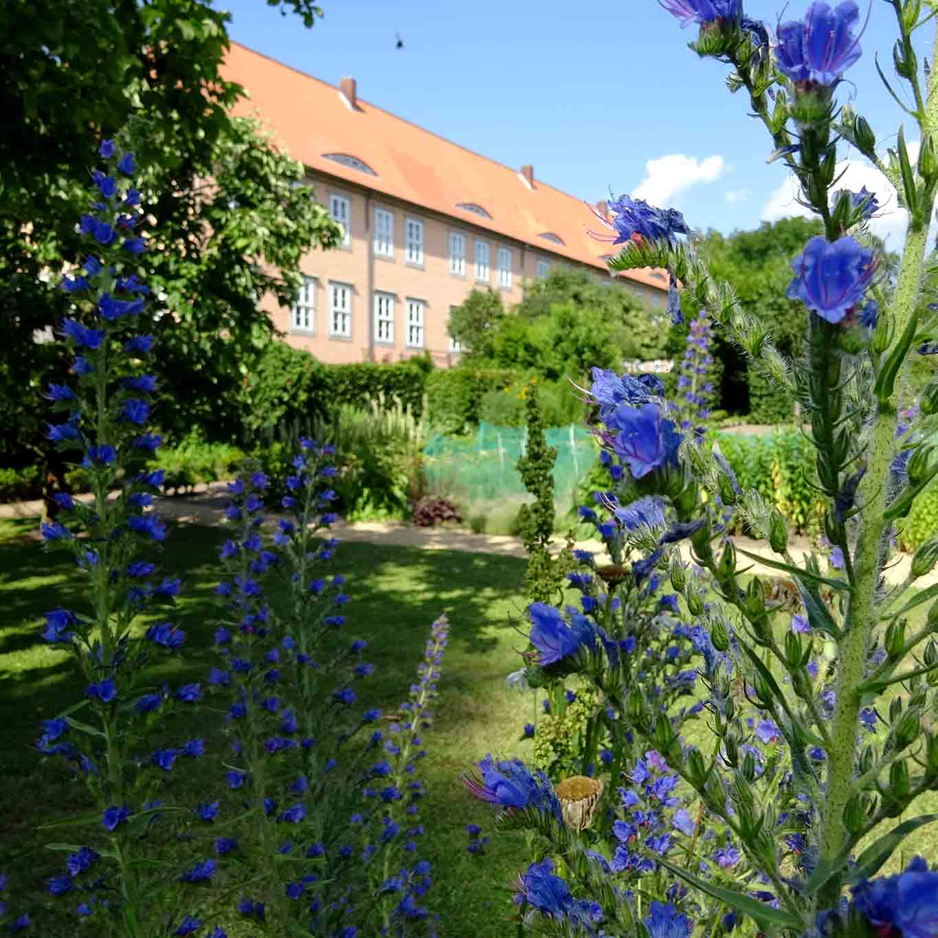 Kloster Isenhagen in blauem Rand der Gartenrabatten.