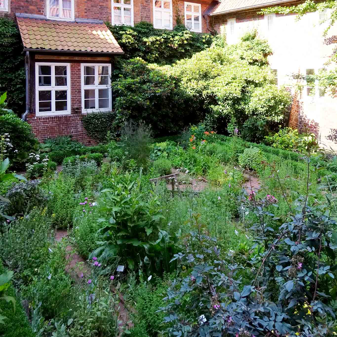kloster lüne kräutergarten mit licht Geordneter Wildwuchs im Klostergarten.
