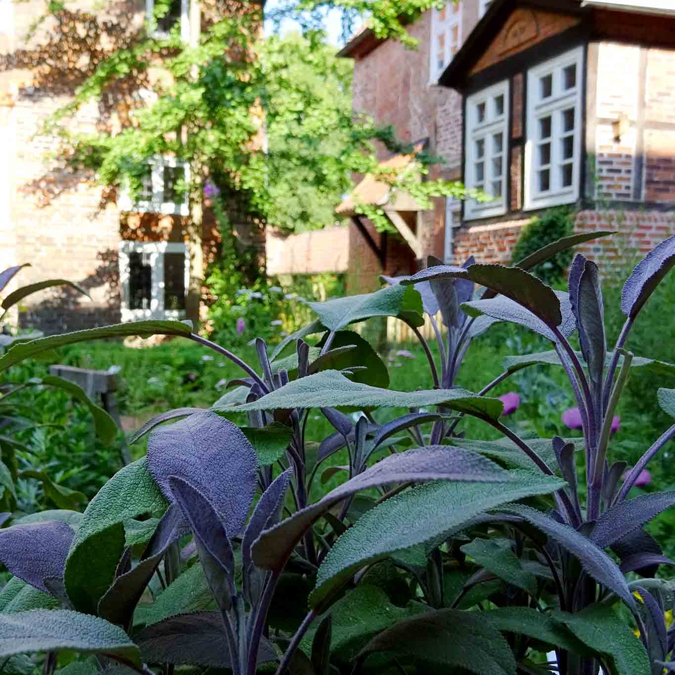 kloster lüne salbei Blätter des Salbeis in dekorativem Violett.