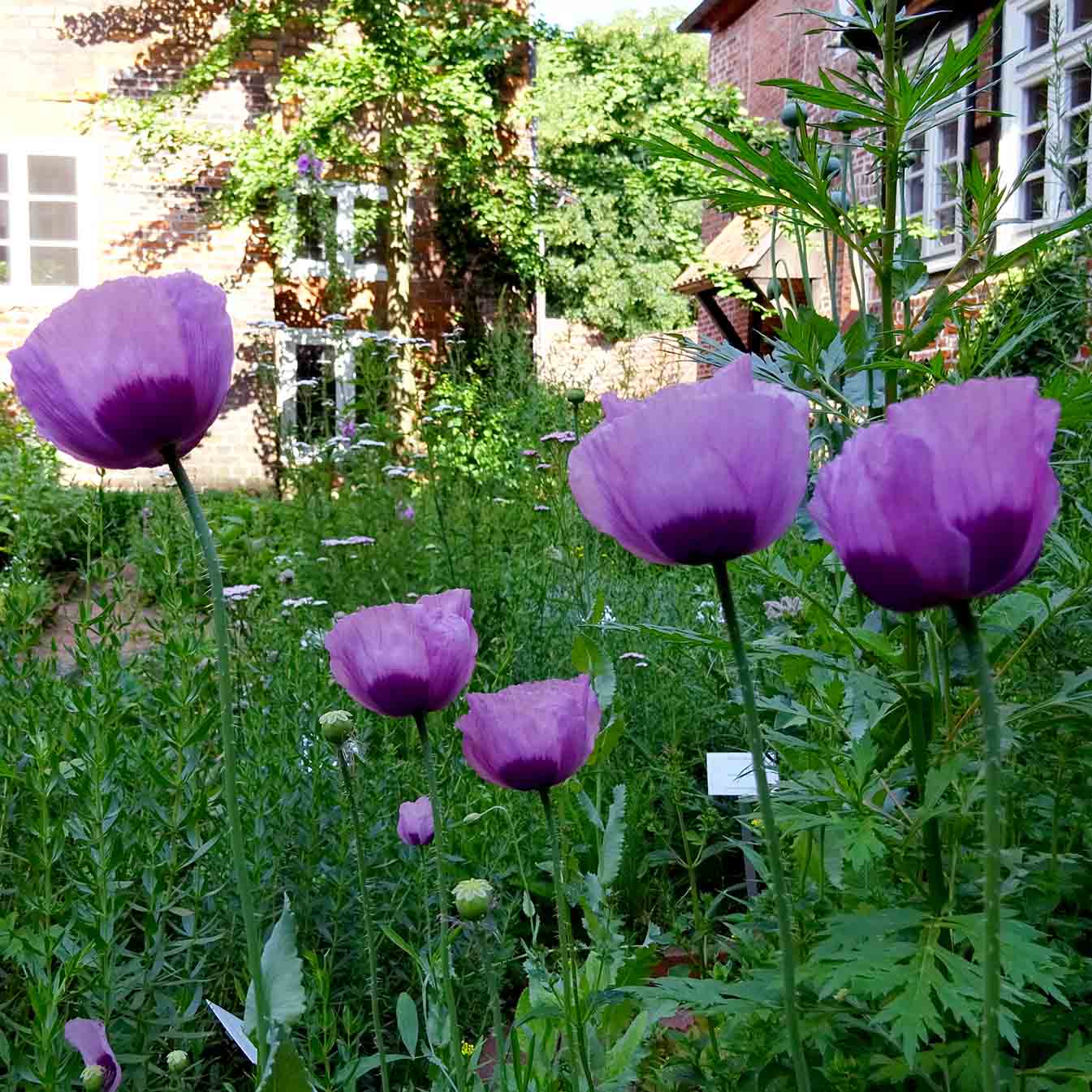 kloster lüne lila mohn Schlafmohn in der Farbe trauernder Frauen.