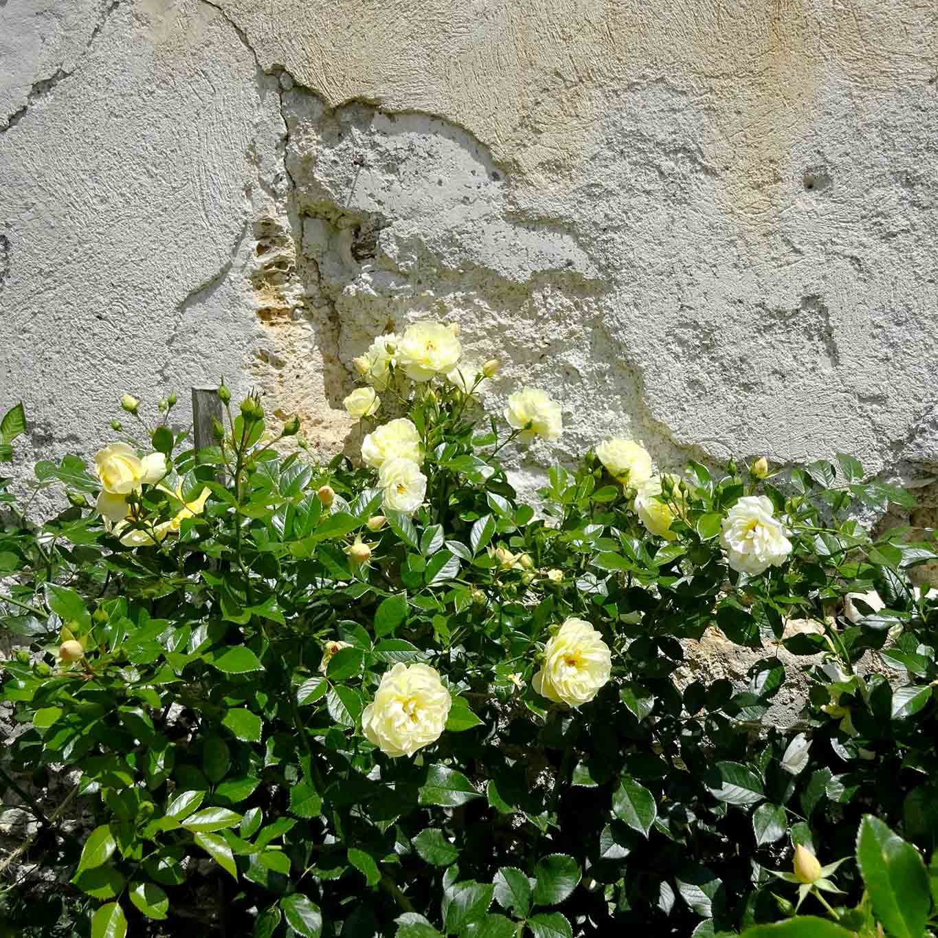 kloster muestair gelbe rosen Viele Rosensorten zieren die Gärten rings um das Kloster.