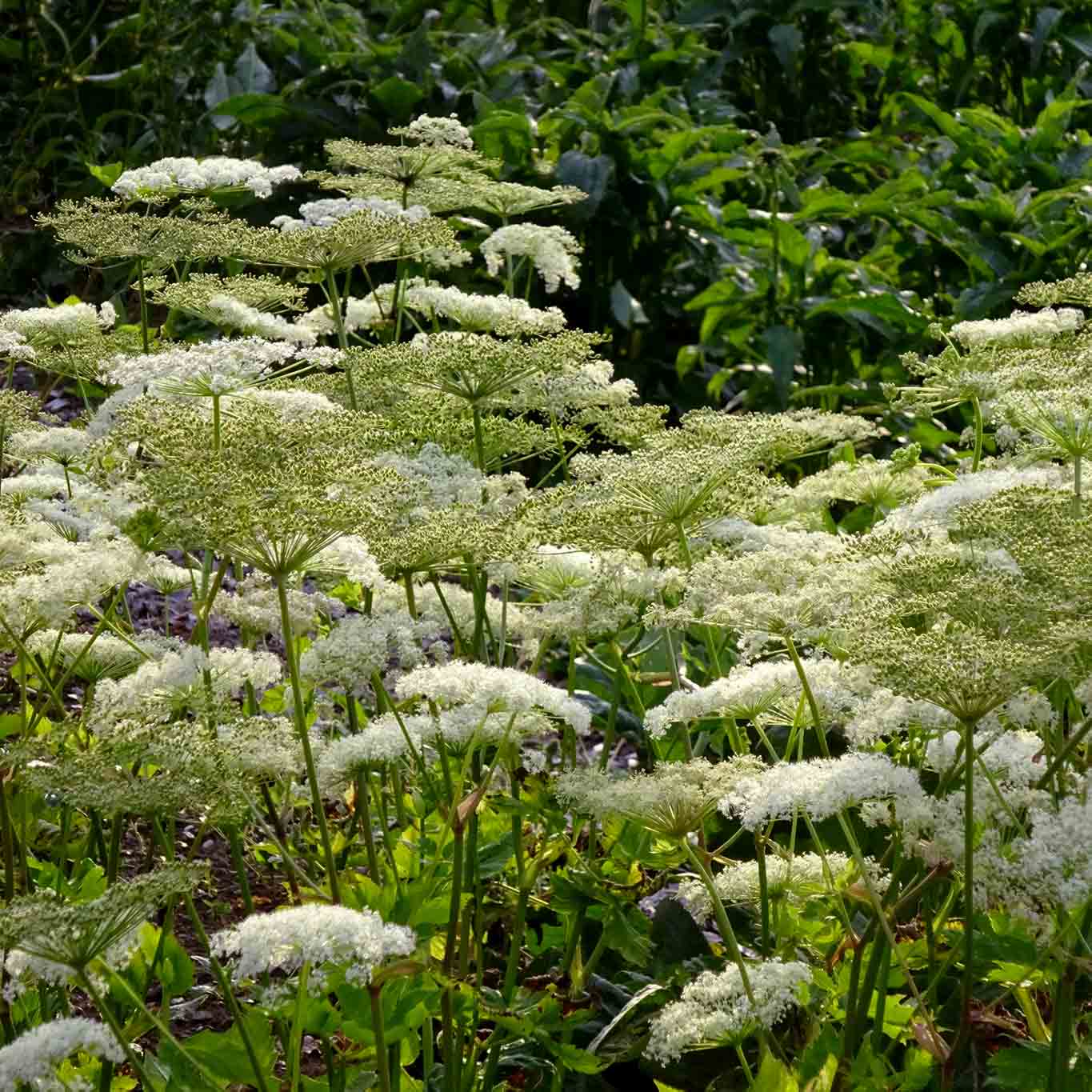 klostergarten gut aich kümmel
