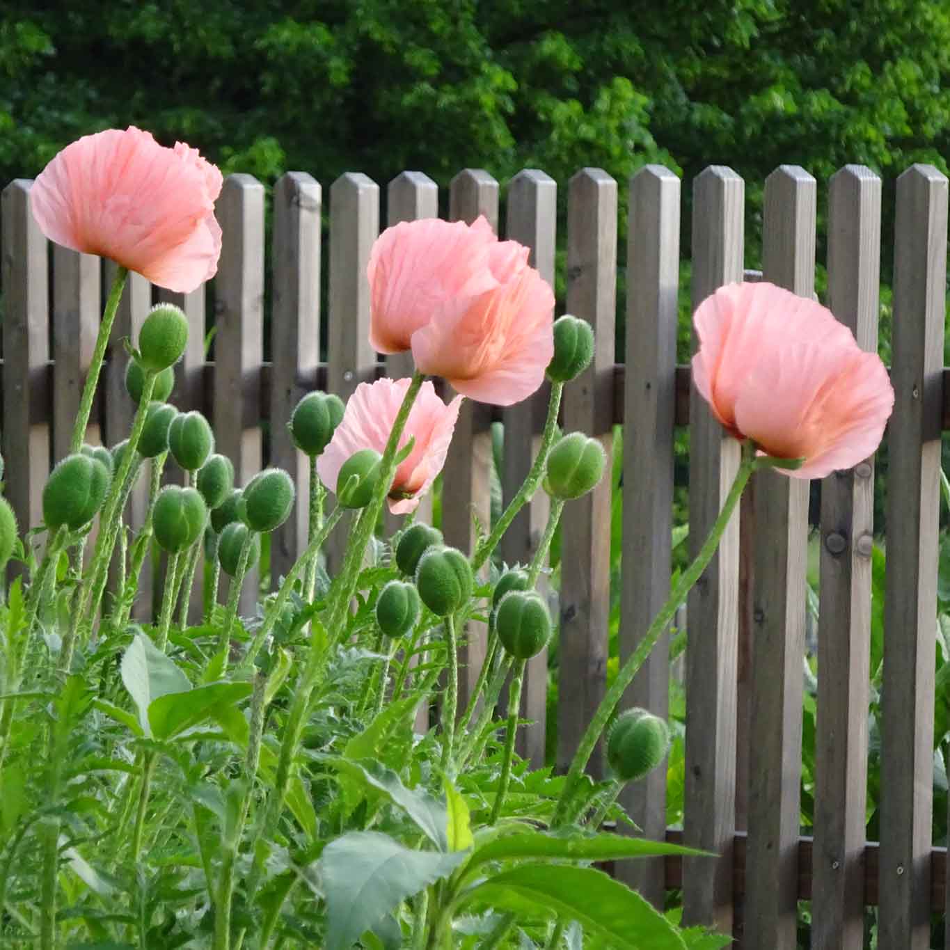 klostergarten gut aich mohn