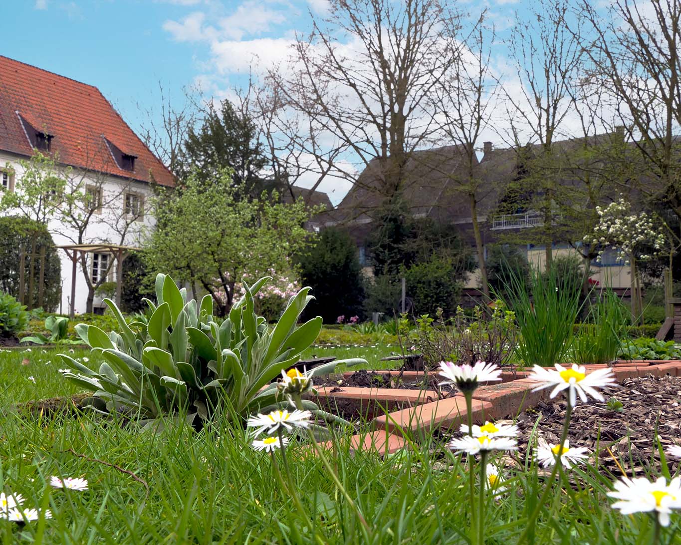 klostergarten werne gänseblümchen und kräuter