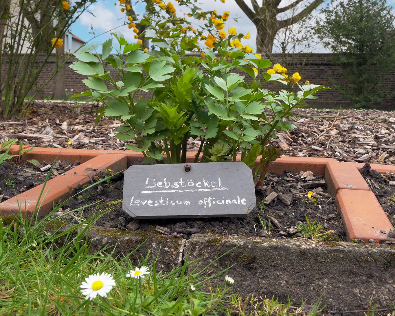 klostergarten werne liebstöckel