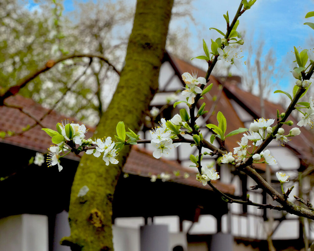 klostergarten werne obstblüten