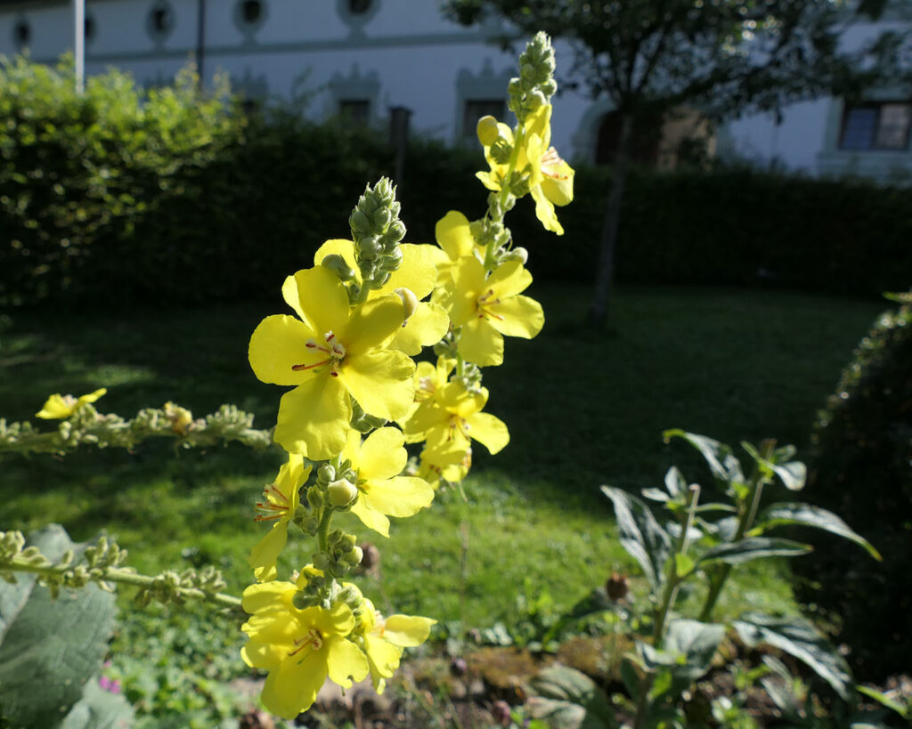 königskerze kloster benediktbeuern