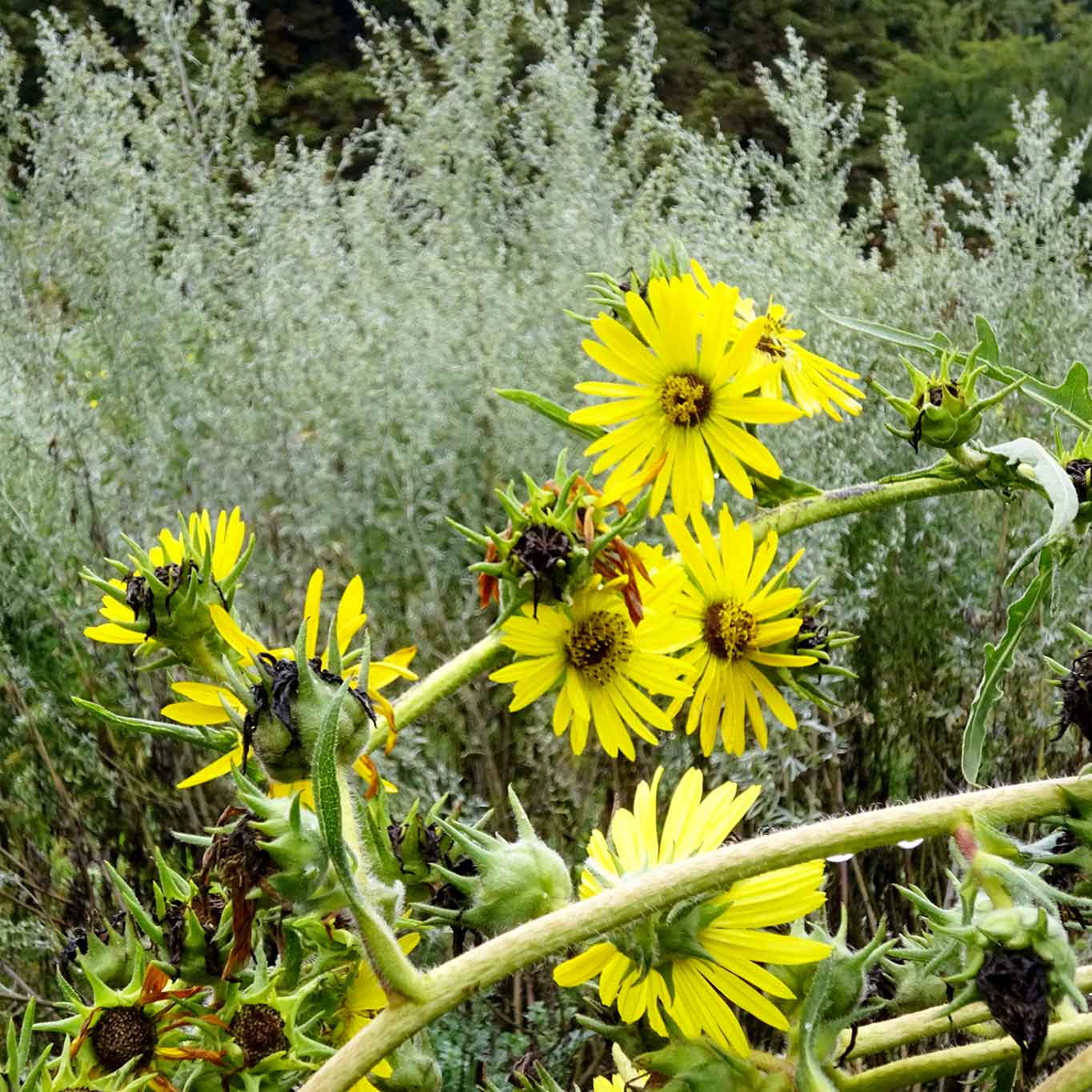 kompasspflanze silphium laciniatumabdij postel