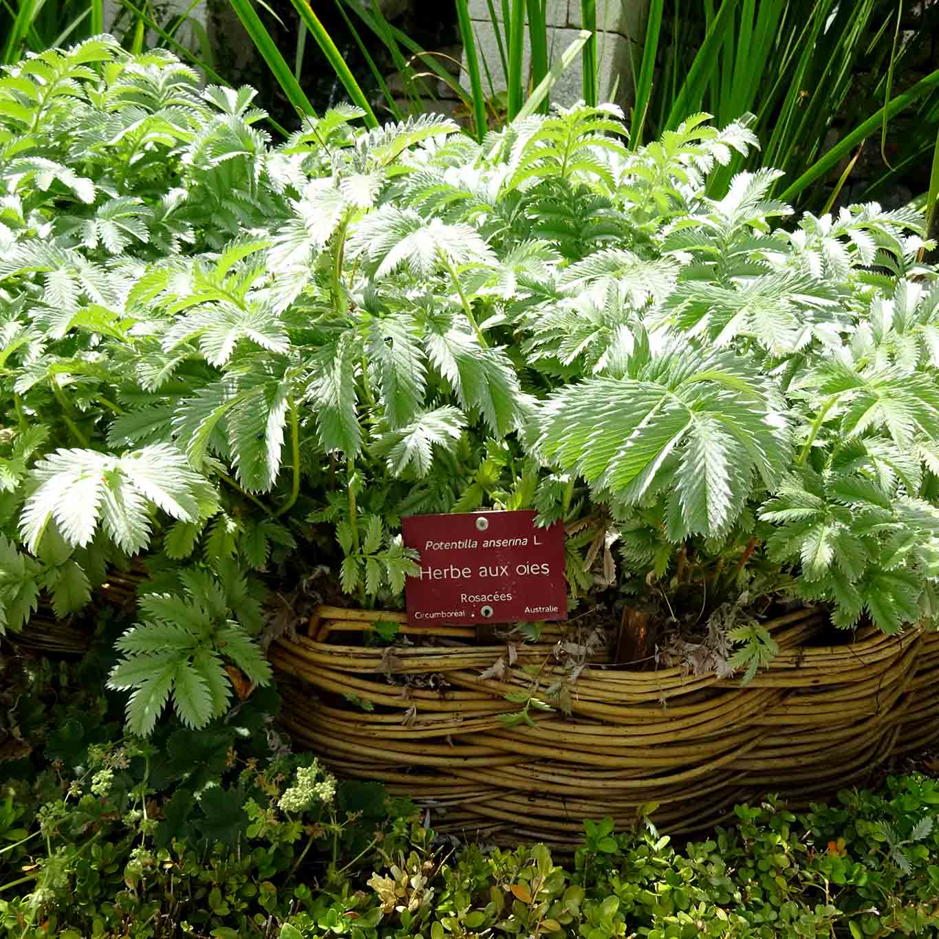 korbgeflecht jardin et musee salagon