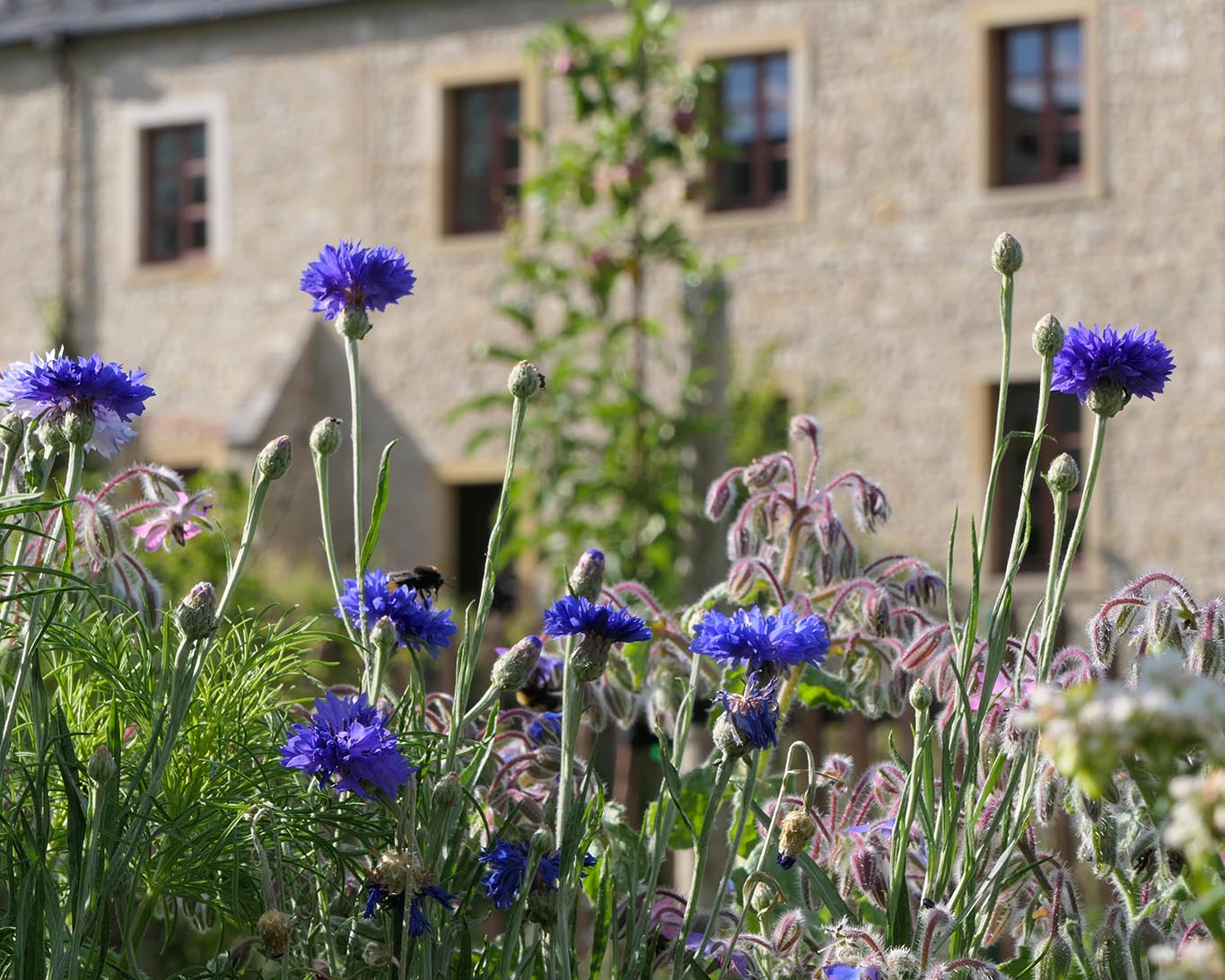 kornblumen kloster huysburg