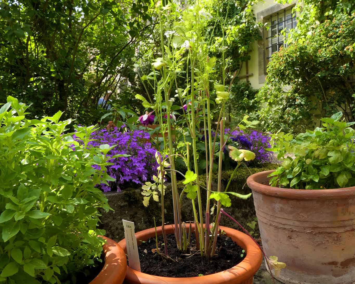 Kleine Kräuterecke im Klostergarten Wülfinghausen. kräuterecke kloster wülfinghausen