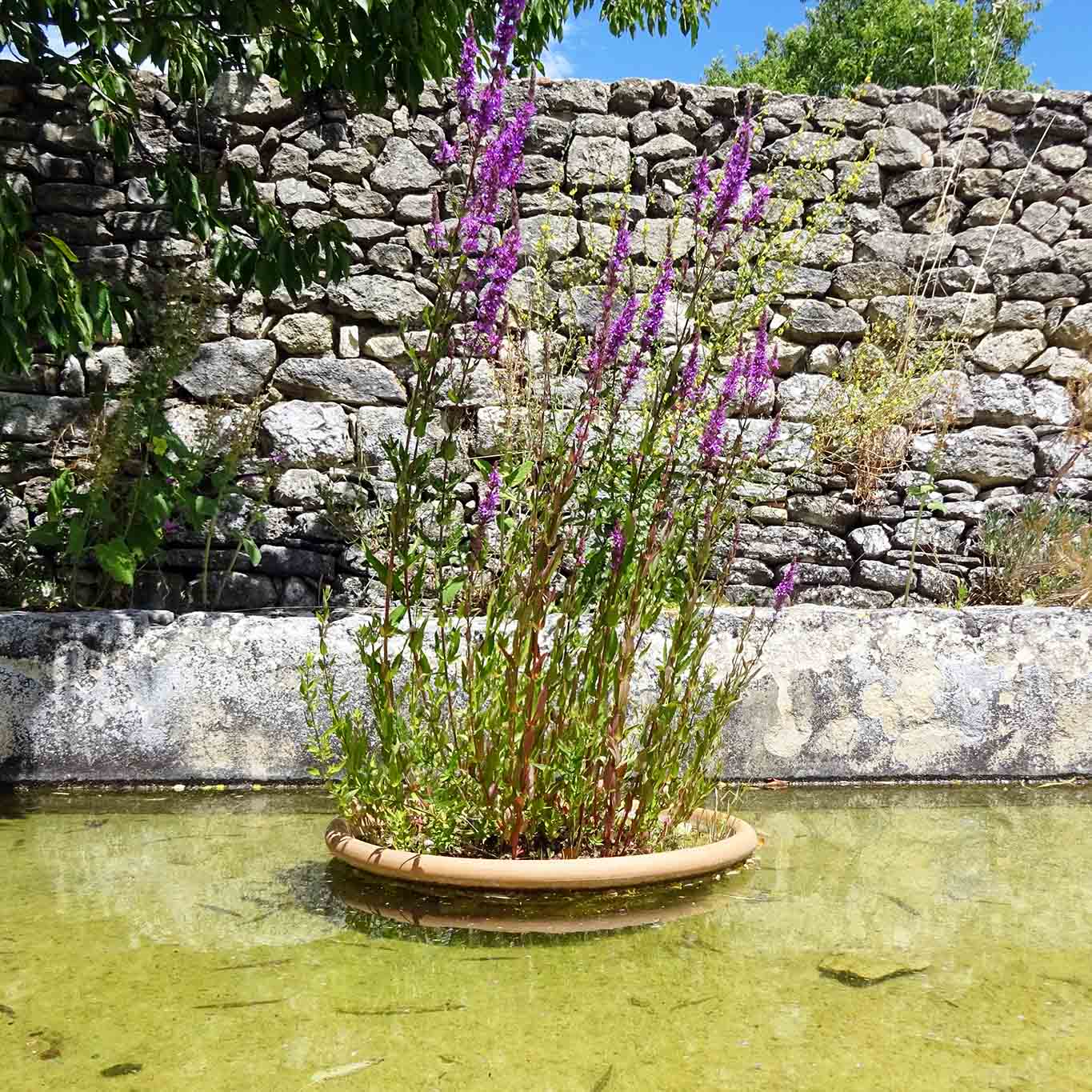 kübel im wasser jardin et musee salagon