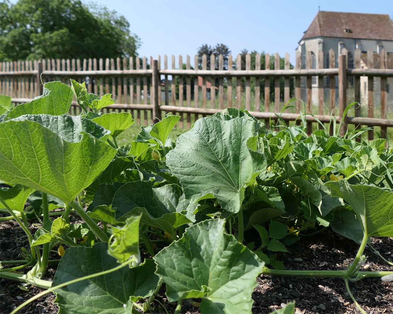 kürbis reichenau strabo garten