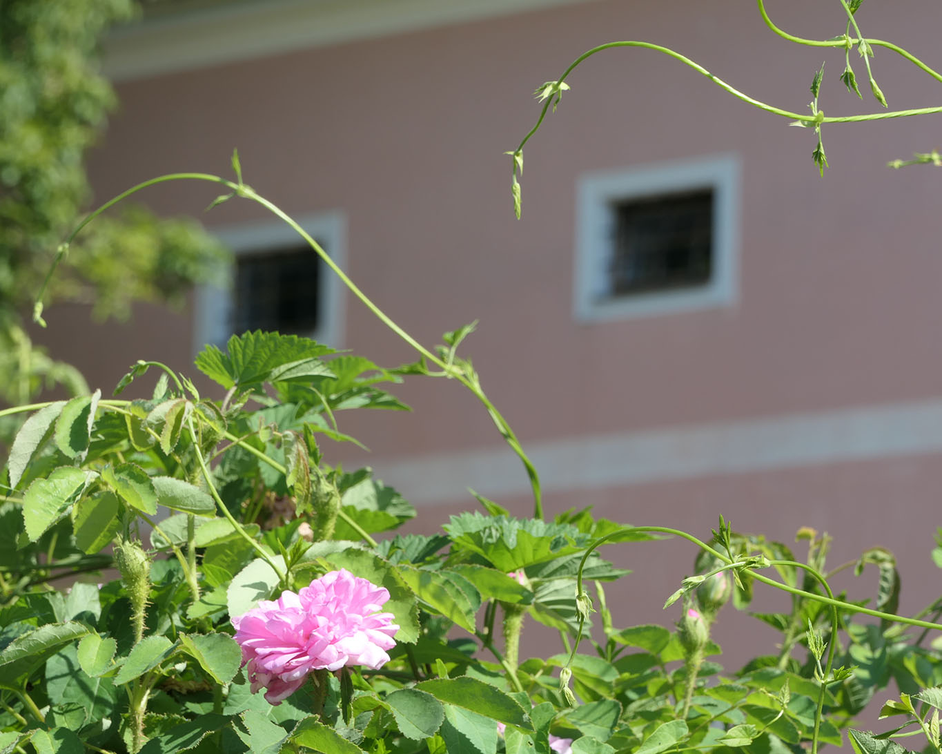 la vie en rose stift seitenstetten