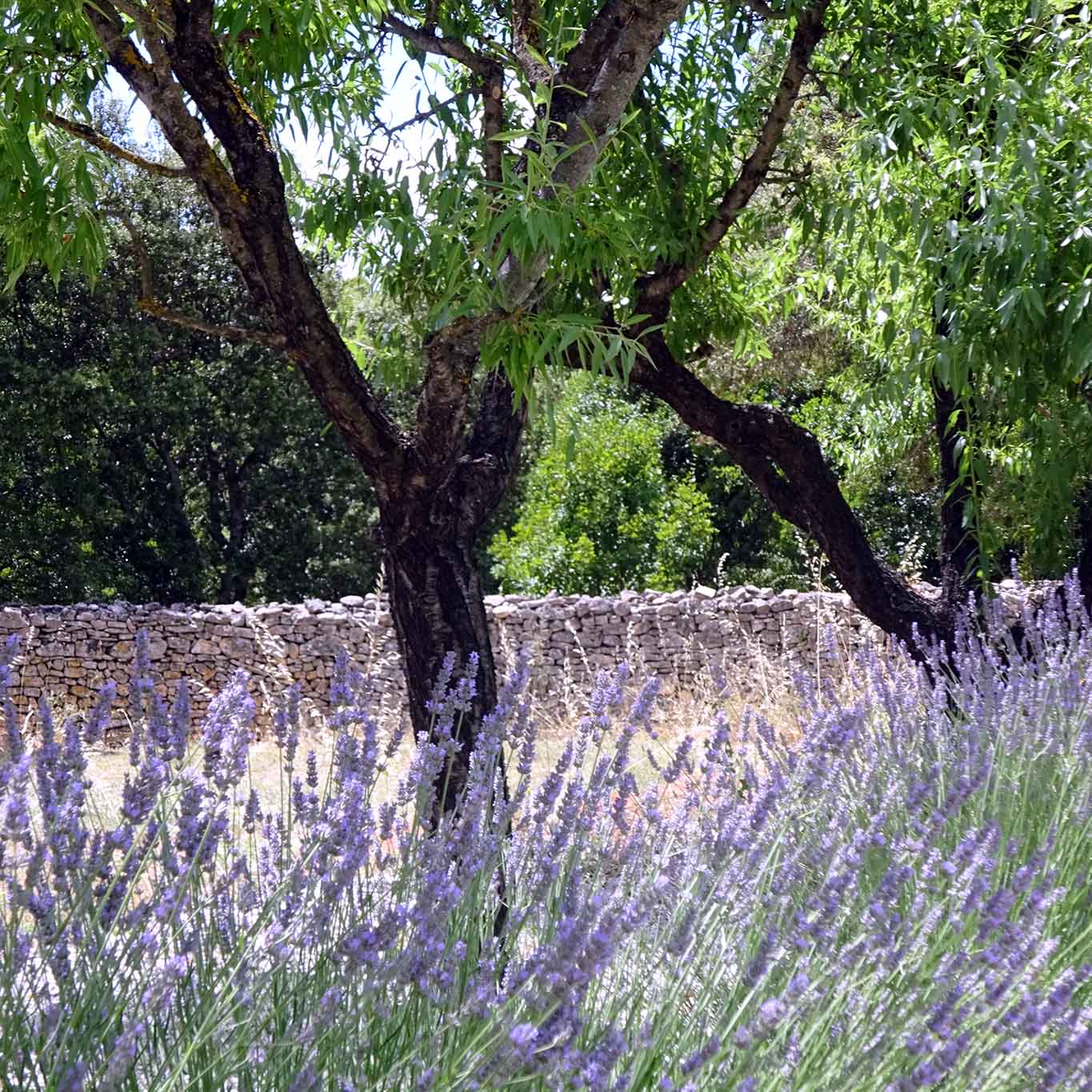 lavendel sonnenschein prieuré de ganagobie