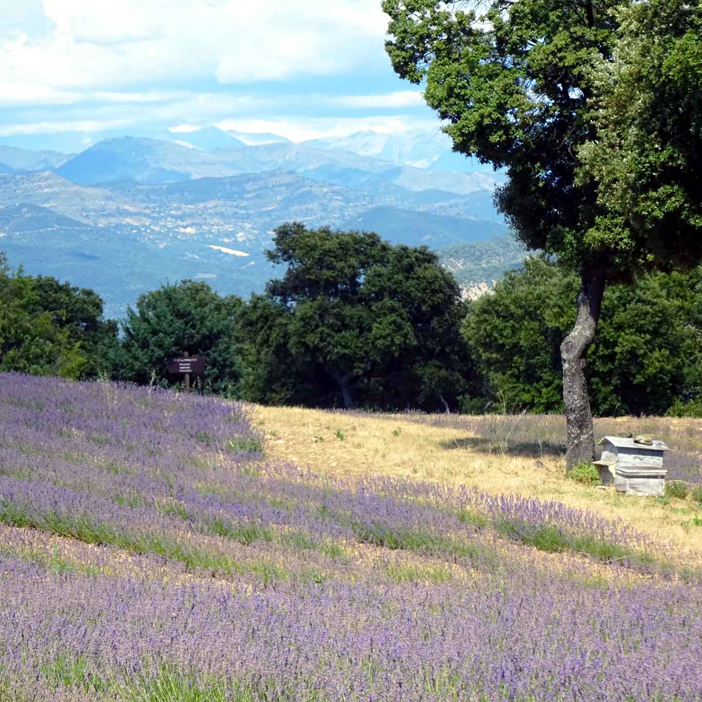 lavendel auf plateau prieuré de ganagobie