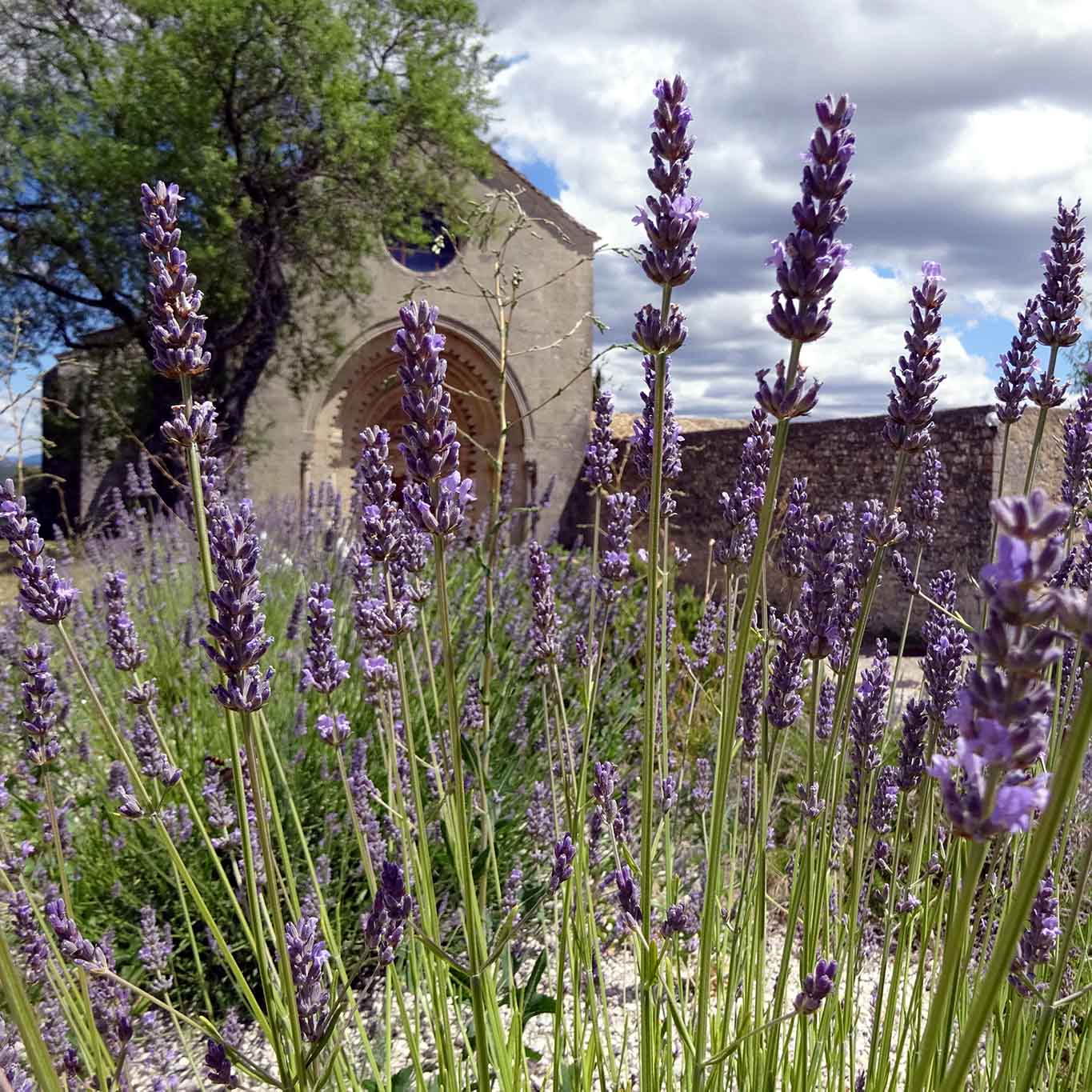 lavendel nah prieuré de ganagobie