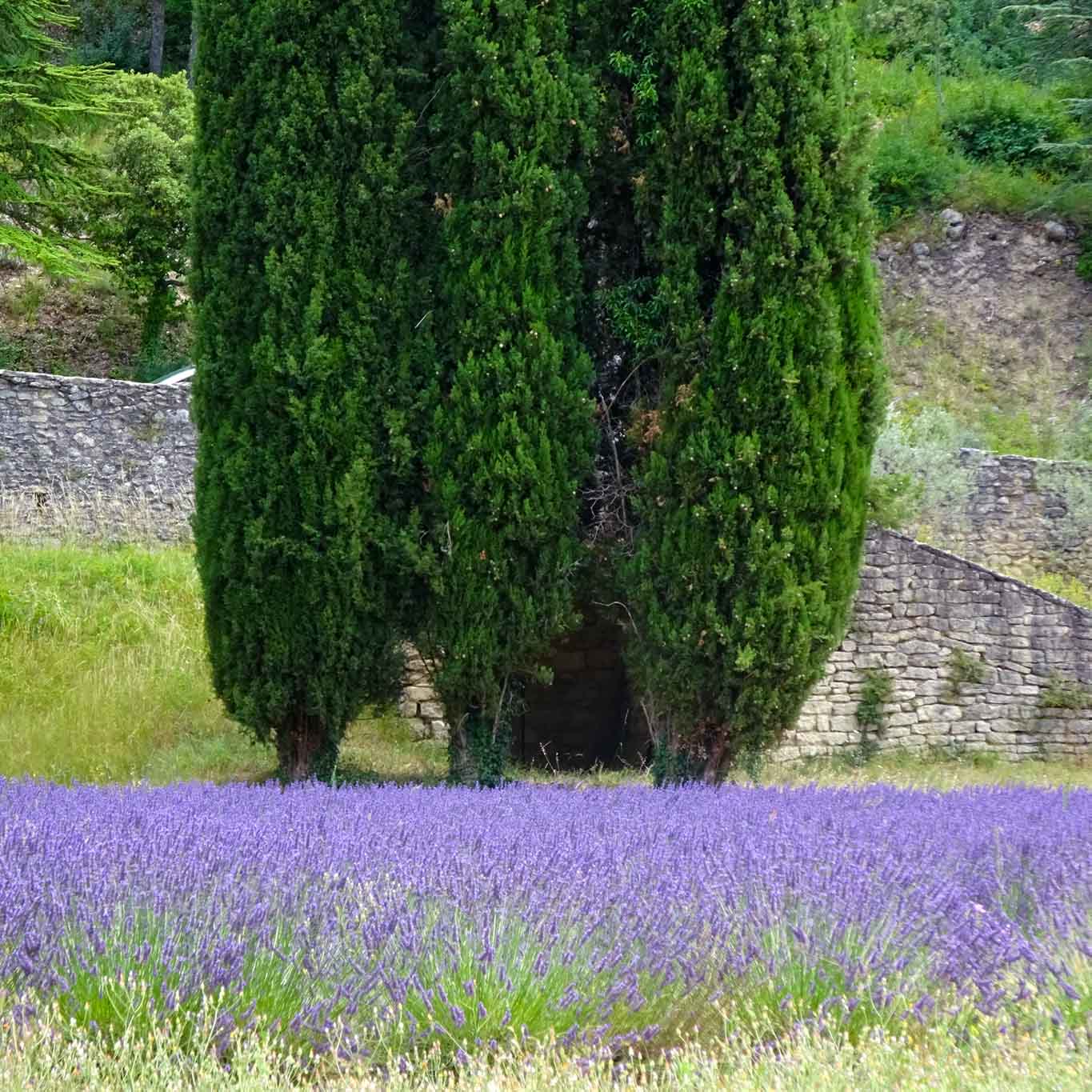 lavendel und zypressen senanque