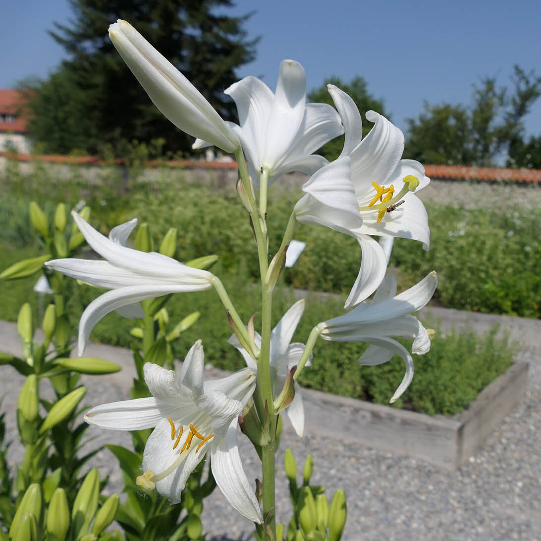 lilien reichenau strabo garten