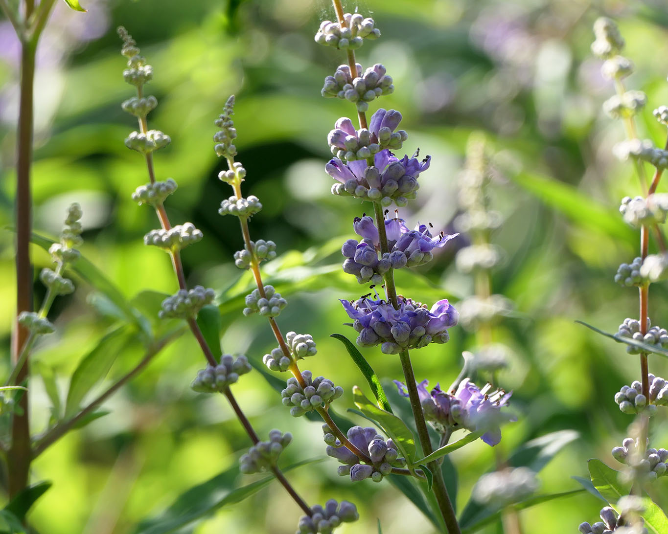 Nahaufnahmen von Blüten des Mönchspfeffers im wunderschönen Naturgarten Jersbek aufgenommen.