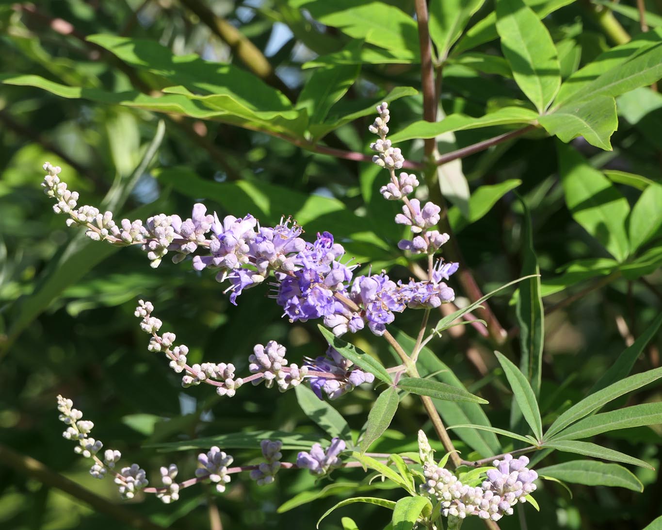 Blühender Mönchspfeffer-Strauch im Kräutergarten des Klosters Benediktbeuern.