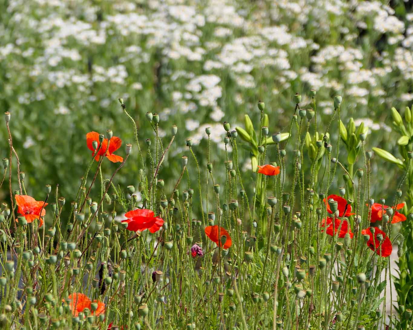mohn reichenau strabo garten