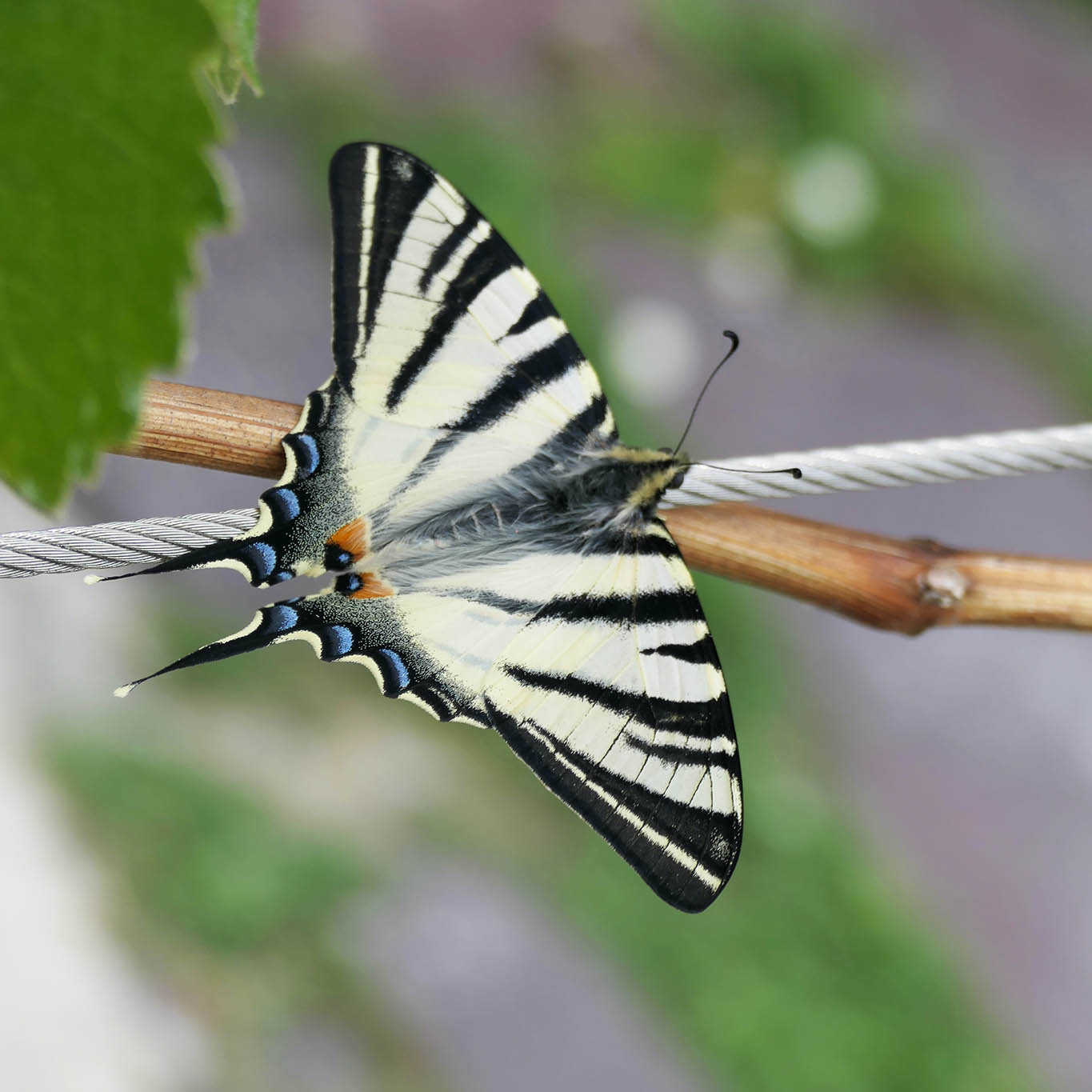 monastere de saorge schmetterling