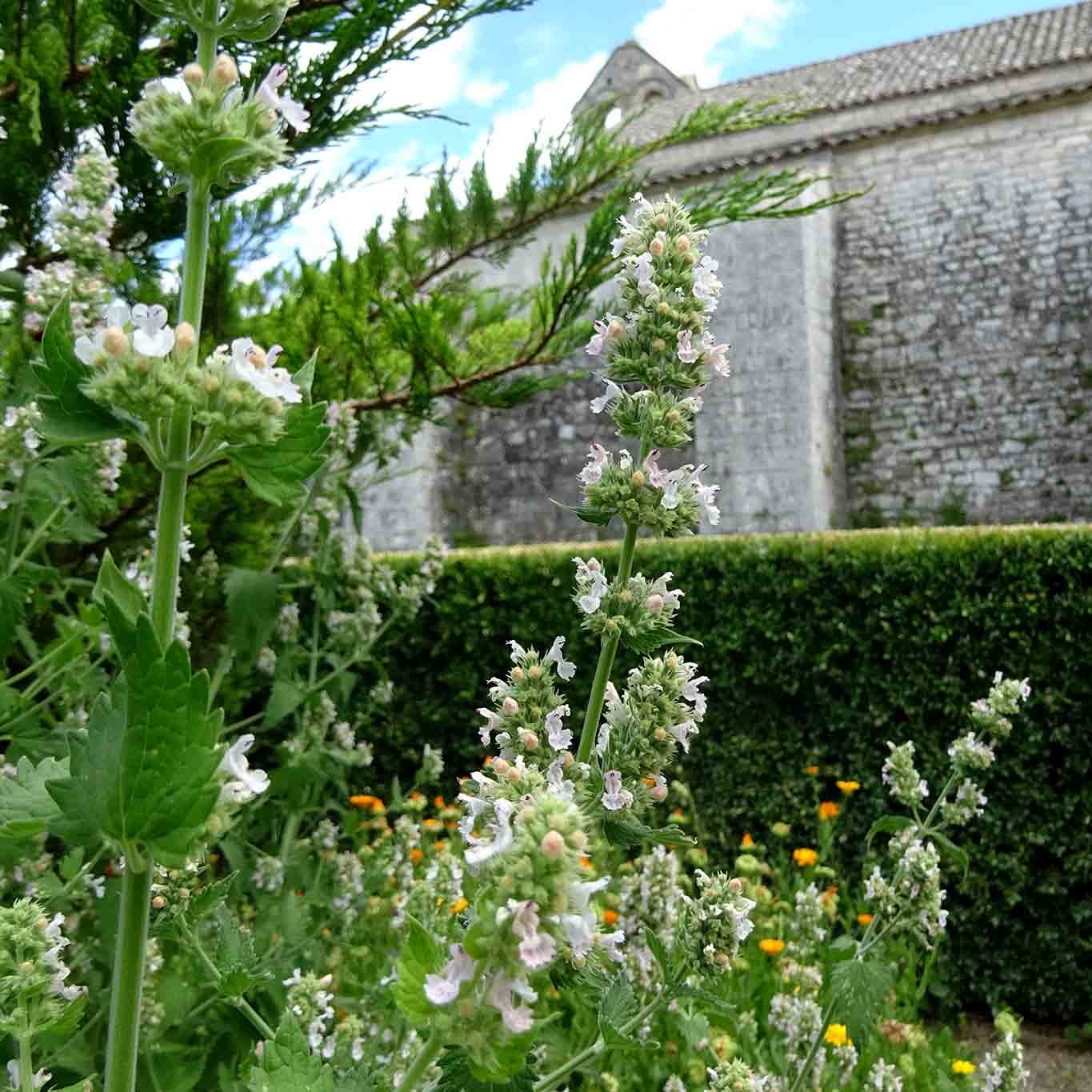 nepeta cataria jardin et musee salagon