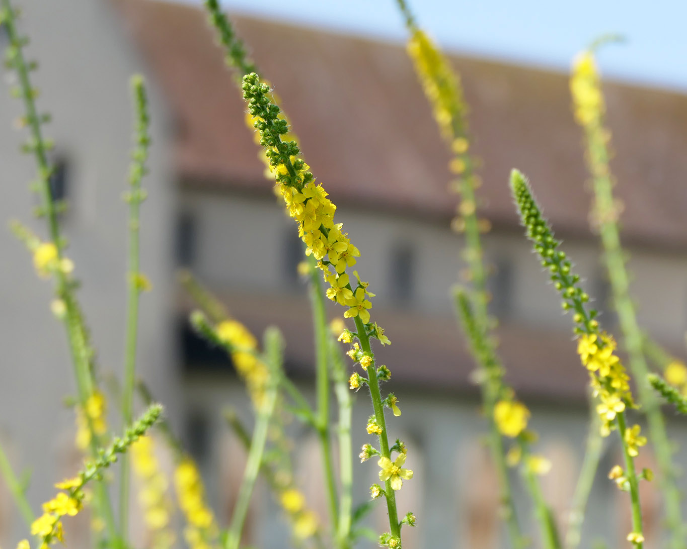 odermenning reichenau strabo garten